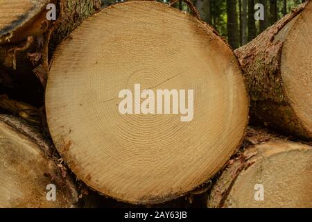 Anneaux annuels sur la surface de coupe d'une épicéa - bois rond gros plan Banque D'Images