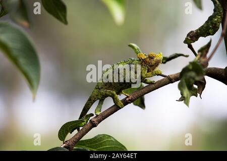 Chameleon de Jackson ou Chameleon À Trois cornes, chamaeleo jacksonii, Adulte debout à Branch, Kenya Banque D'Images