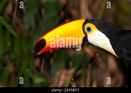 Toco Toucan, ramphastos toco, Adulte debout sur la SUCCURSALE Banque D'Images