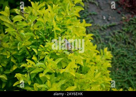 Grande sauterelle dans une plante verte dans un jardin de Tanzanie Banque D'Images