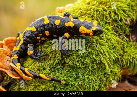 Vue de dessus d'une salamandre de feu entier sur la mousse et le champignon Banque D'Images