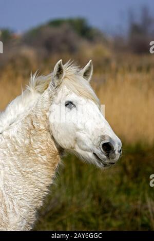 Cheval de Camargue, Portrait d'adulte, Saintes Marie de la mer en Camargue, dans le sud de la France Banque D'Images