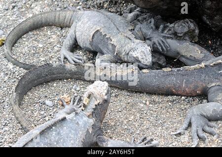 Protection à Mama jeunes iguanas marines Las Tintoreras Galapagos Islands Equateur Banque D'Images