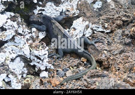 Dormir entre la Lava Marine Iguana Las Tintoreras Galapagos Îles Equateur Banque D'Images