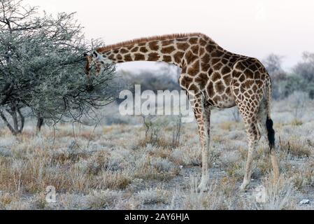 Vue rapprochée de la girafe namibienne mangeant des feuilles à la savane Banque D'Images