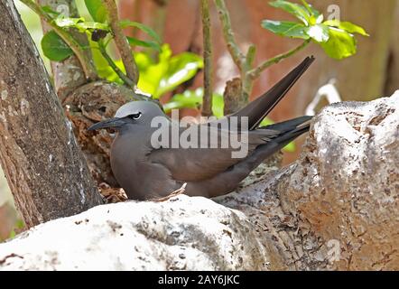 Brown Noddy (Anous stolidus pileatus) adulte assis sur nid sur la branche Ile aux Cocos, Rodrigues, Ile Maurice décembre Banque D'Images