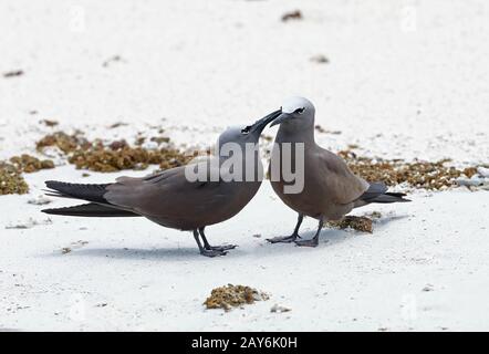 Brown Noddy (Anous stolidus pileatus) affiche par paire sur la plage Ile aux Cocos, Rodrigues, Ile Maurice décembre Banque D'Images