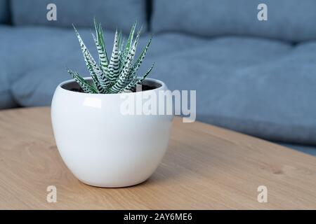 Haworthia fasciata alba (albino, zébra large) succulent avec des rayures blanches vives Banque D'Images