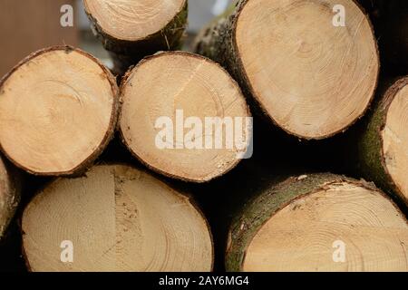 les arbres abattus montrent leurs anneaux annuels sur la surface de coupe - gros plan Banque D'Images