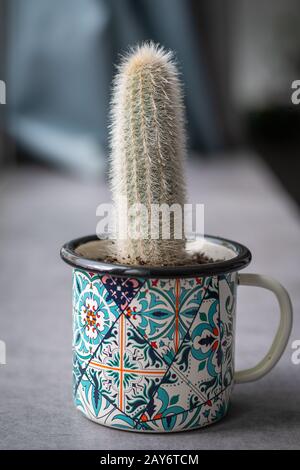 Cactus de chalumeau argenté (Cleistocactus strausii, laoly), petite taille dans une tasse colorée