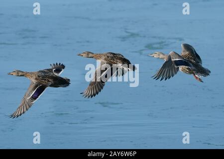 Mallards au lac en hiver Banque D'Images