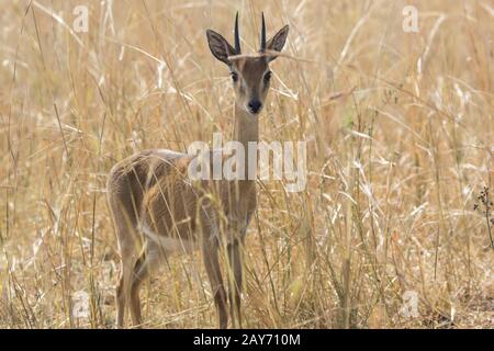 Antilope mâle ourébi, debout au milieu de l'herbe sèche dans la savane Banque D'Images