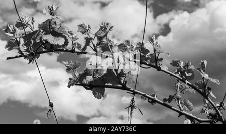 Le vignoble au printemps : les pousses de vigne poussent au printemps. Effet flou artistique. Printemps. Image en noir et blanc. Banque D'Images