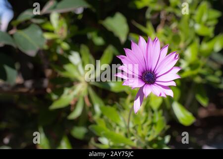 Fleurs roses lilas africaines Daisy (Osteospermum) Banque D'Images