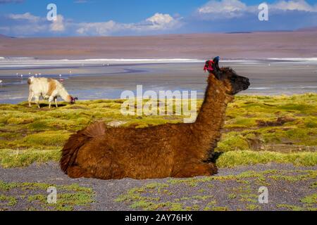 Troupeau de lamas dans la Laguna Colorada, sud Lipez, Bolivie Altiplano reserva Banque D'Images