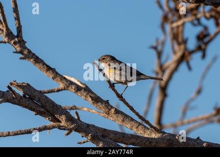 Joli et adorable petite femelle oiseau de Paruline de pin perché sur la branche de l'estuaire imprégnant le soleil du matin. Banque D'Images