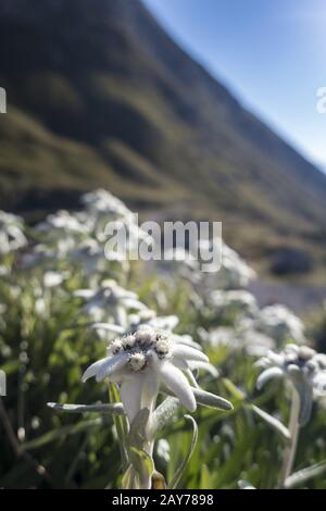 Edelweiss dans les Alpes Banque D'Images