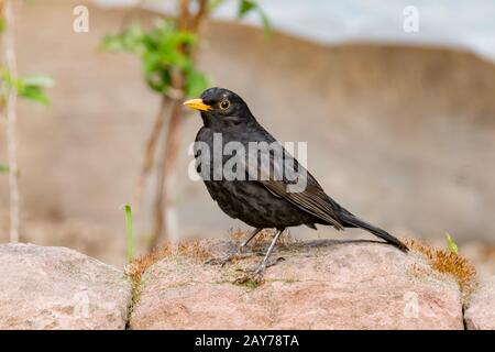 Blackbird assis sur une pierre Banque D'Images