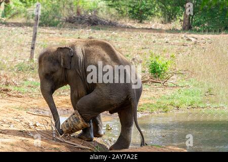 Sri Lanka, - septembre 2015 : au Udewalawe, maison de transit des éléphants, un jeune éléphant porte une chaussure protectrice tout en se remettant après avoir été pris dans une sn Banque D'Images