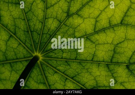 Sous la vue d'un nasturtium - Art numérique Banque D'Images