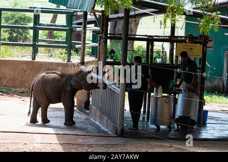 Sri Lanka, - septembre 2015 : les Rangers nourrissant du lait à de jeunes éléphants orphelins à la maison de transit d'Udewalawe, Elephant Banque D'Images