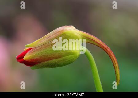 Bourgeon de fleur d'un nasturtium Banque D'Images