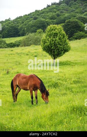 Un cheval brun-rouge crazes sur un champ vert contre un bel arbre Banque D'Images