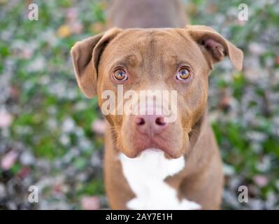 Un chien de race mixte rouge et blanc de Pit Bull Terrier qui regarde la caméra Banque D'Images