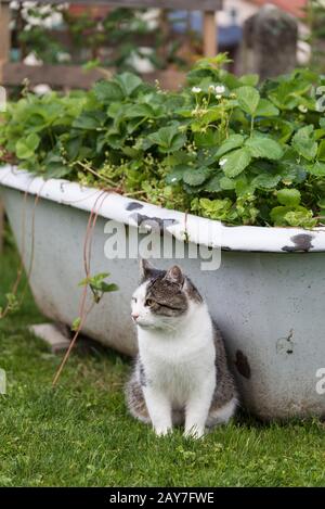 Chat assis dans le jardin devant une baignoire Upcyclisme avec fraises Banque D'Images