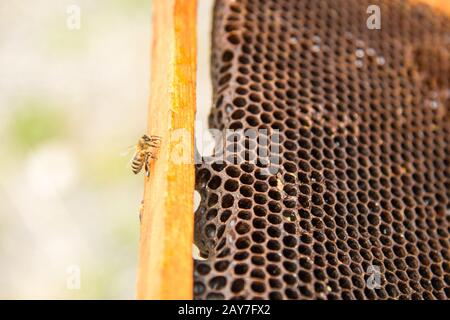 Abeilles mortes, recouvertes de poussière et de acariens sur un nid d'abeilles vide d'une ruche en déclin Banque D'Images