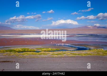 La Laguna Colorada dans sud Lipez Altiplano reserva, Bolivie Banque D'Images