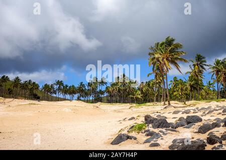 Palmiers sur la plage de Anakena, île de Pâques Banque D'Images