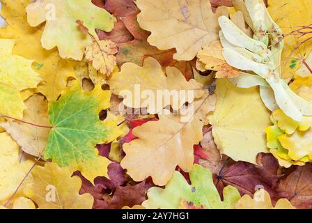 Arrière-plan avec feuilles multicolores Banque D'Images
