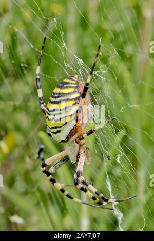 Grande araignée dans une toile d'araignée entre les prairies Banque D'Images