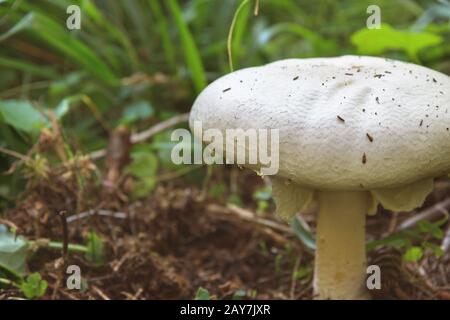 De grands champignons blancs qui poussent dans la forêt entre l'herbe et la mousse avec des conifères Banque D'Images