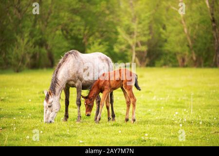 Cheval de mère avec son pâturage sur un pâturage vert de printemps contre un fond de forêt verte dans le soleil de cadre Banque D'Images