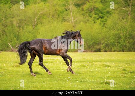 Le Stallion foncé longe le pâturage vert au printemps contre le fond de la forêt verte Banque D'Images