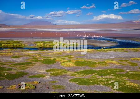 La Laguna Colorada dans sud Lipez Altiplano reserva, Bolivie Banque D'Images