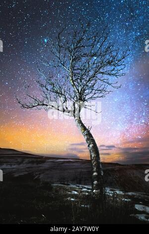 Nuit d'hiver paysage arbre solitaire debout dans une plaine de montagne en toile de fond de la voie laiteuse nord et de la ville orange Banque D'Images