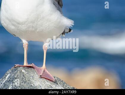 Les pieds d'un Goll occidental (Larus occidentalis), Comté de Monterey, Californie. Banque D'Images