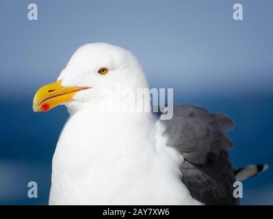 Western Goll (Larus occidentalis), Comté de Monterey, Californie. Banque D'Images