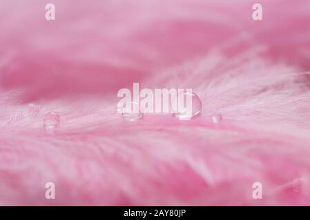 Plumes roses et fond texturé goutte d'eau. Corail couleur rose tendances et vintage. Magnifique arrière-plan rose abstrait. Mise au point sélective. Banque D'Images