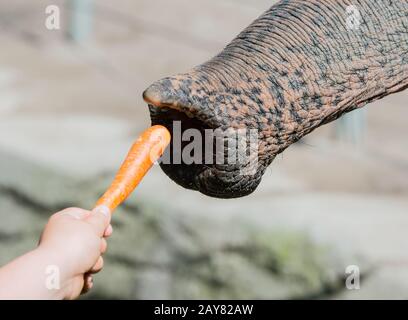 Éléphant d'Asie à proximité Banque D'Images