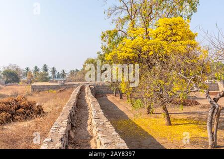 Arbre à fleurs jaune pris dans l'après-midi sans peuple, Inde Banque D'Images