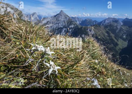 Edelweiss dans les Alpes Banque D'Images