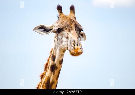 Girafe isolé près de l'acacia dans le parc de mara Kenya Banque D'Images