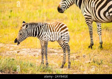 Troupeau de zèbres broutant dans la savane du Parc du Masai Mara au Kenya Banque D'Images