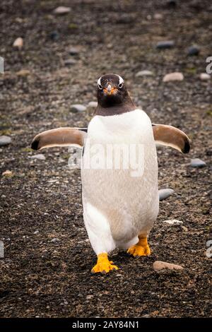 Mignon sauvage, adulte Gentoo Penguin, Pygoscellis papouasie, marchant vers la caméra, Sea Lion Island, Falkland Islands, Océan Atlantique Sud Banque D'Images