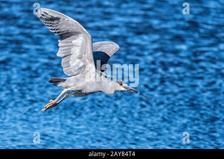 Heron de nuit à couronne noire, Nycticorax nycticorax cyanocephalus, en vol, transportant du matériel de nidification, Sea Lion Island, Falkland Islands Banque D'Images