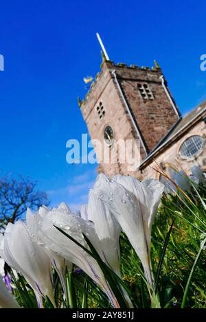 Fleurs printanières qui poussent dans la cour de St Chad, Poulton, Royaume-Uni Banque D'Images